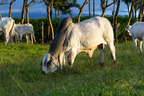 Brahmanische Rinder - bos indicus — Stockfoto