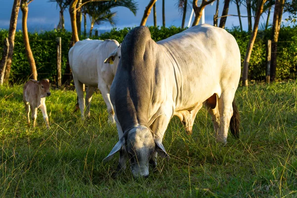 Brahmanische Rinder - bos indicus — Stockfoto