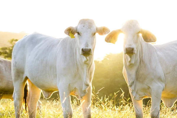 Bovinos brahman - Bos Indicus — Foto de Stock