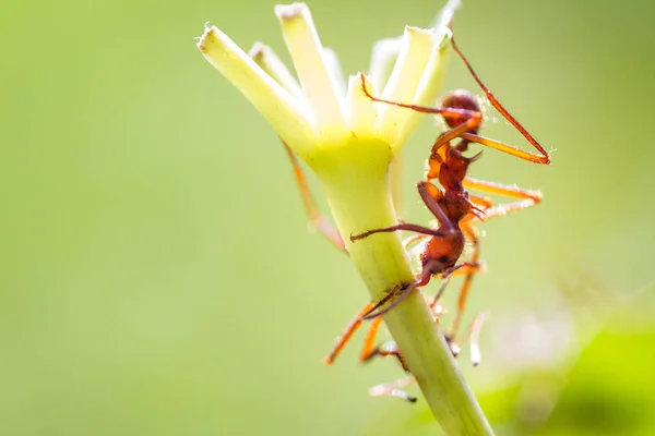 Yaprak kesici karıncalar — Stok fotoğraf