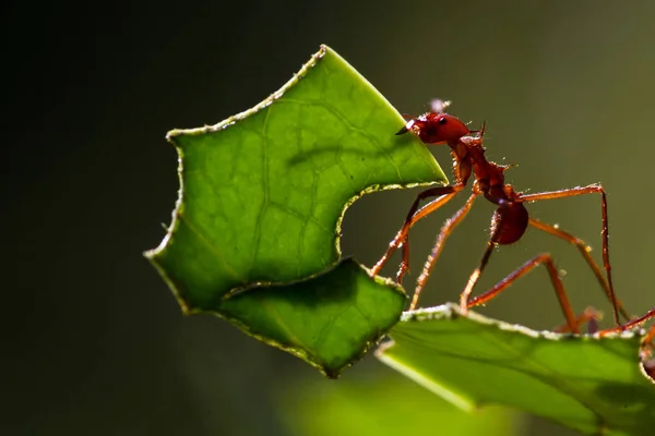 Liść kuter mrówki — Zdjęcie stockowe