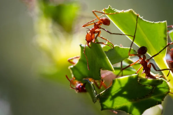 Blattameisen — Stockfoto