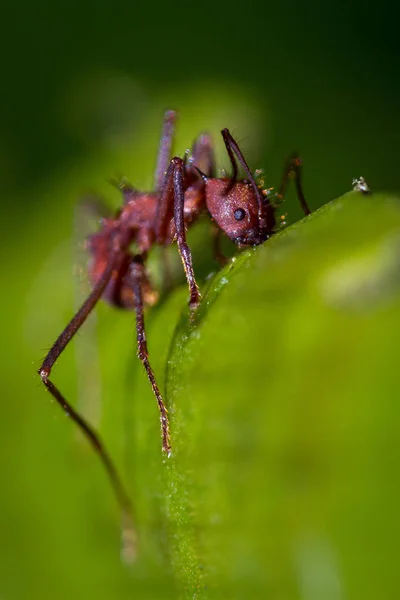 Μυρμήγκια κοπτών φύλλων — Φωτογραφία Αρχείου