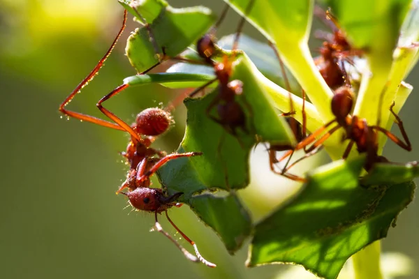 Fourmis coupeuses de feuilles — Photo