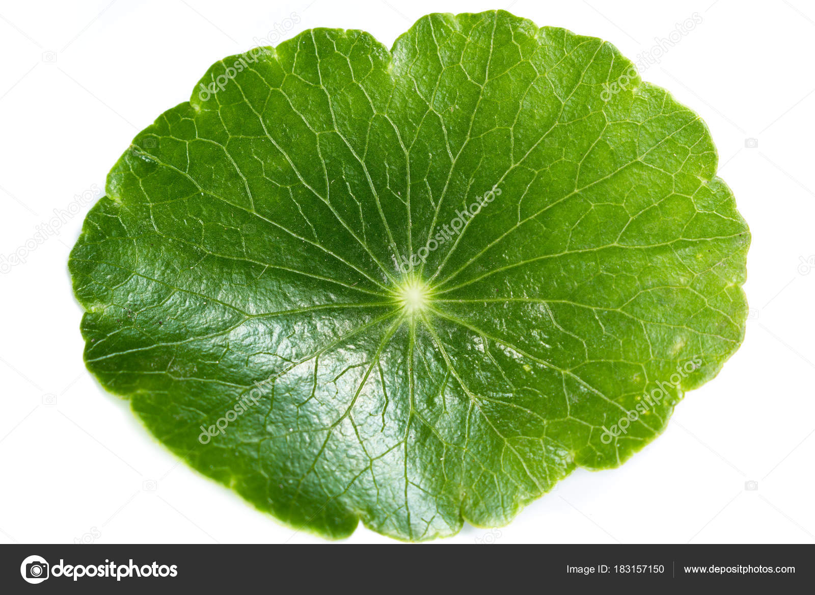 Gold Coin Grass Stock Photo by ©wollertz 183157150