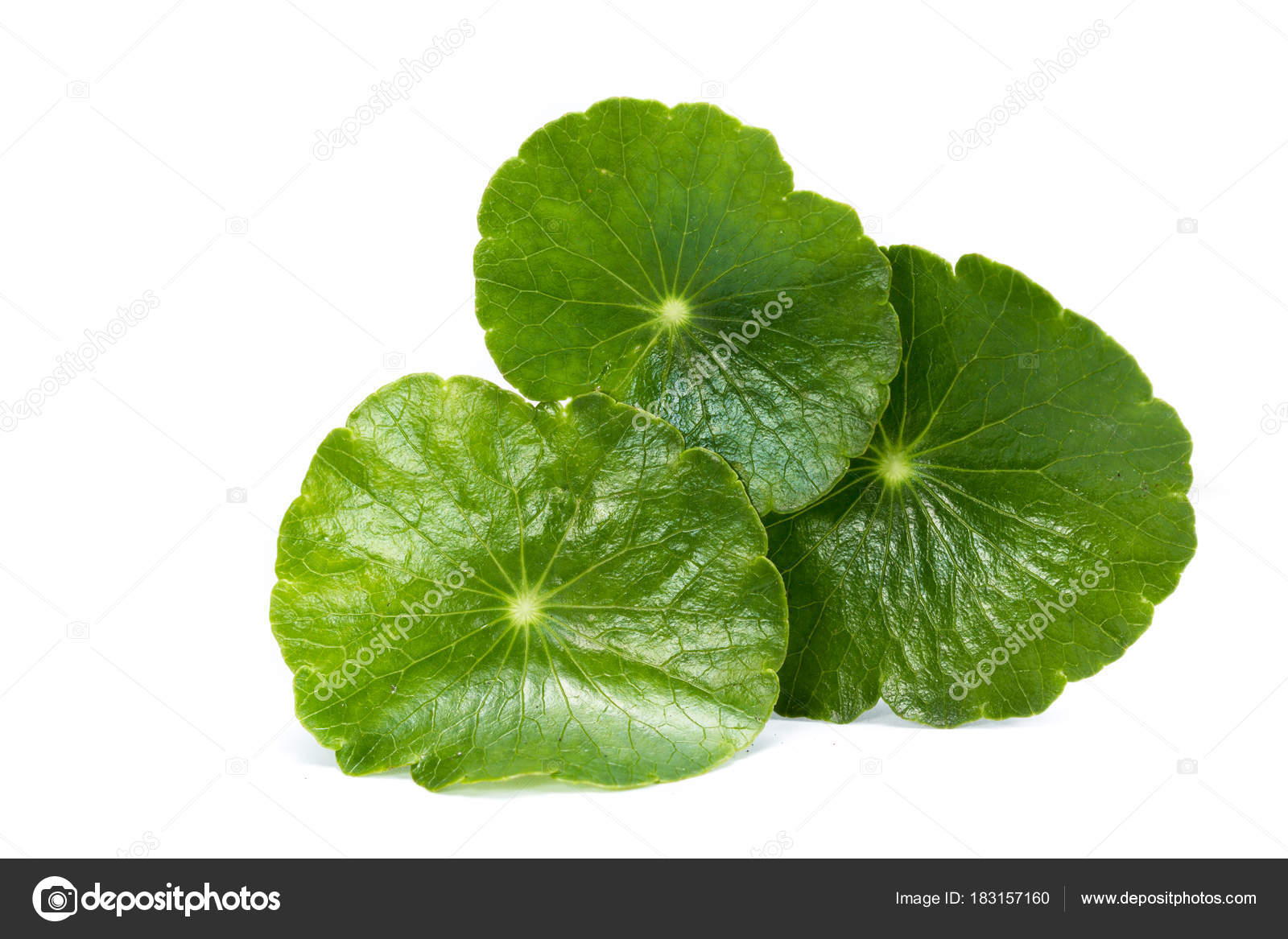 Gold Coin Grass Stock Photo by ©wollertz 183157160