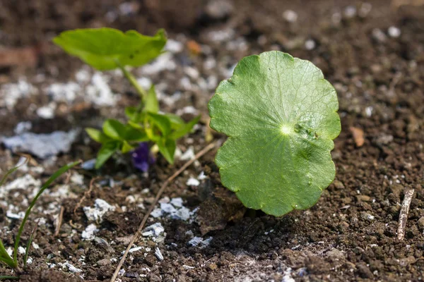 Rumput Koin Emas — Stok Foto