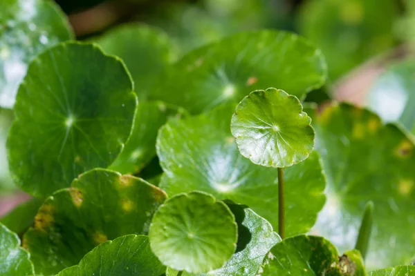 Gold Coin Grass — Stock Photo, Image