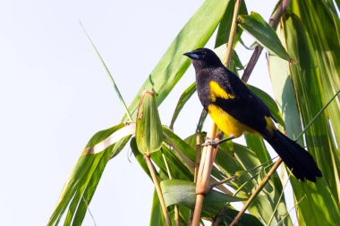 Siyah sarıasma - sarilik prosthemelas yaşayan
