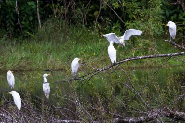 ormanda beyaz balıkçıllar