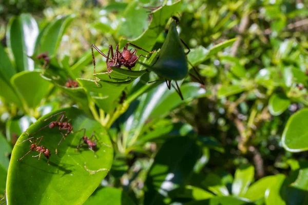 Blad cutter mieren — Stockfoto