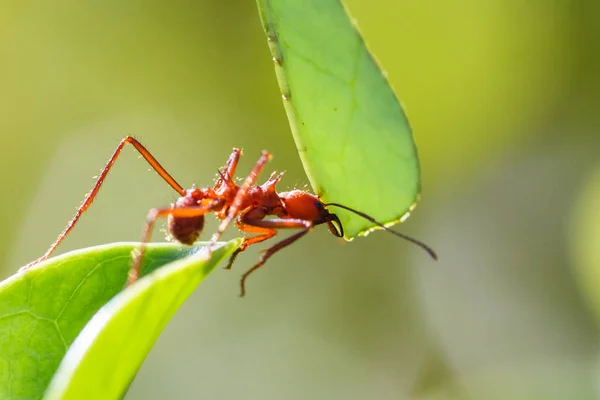 Liść kuter mrówki — Zdjęcie stockowe