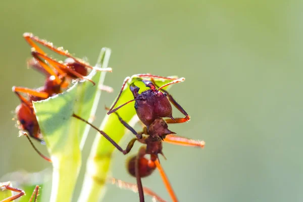 Μυρμήγκια κοπτών φύλλων — Φωτογραφία Αρχείου