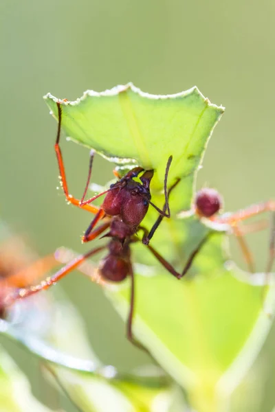 Fourmis coupeuses de feuilles — Photo