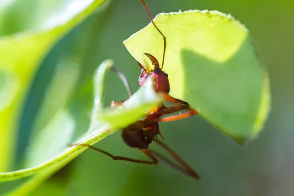 Yaprak kesici karıncalar — Stok fotoğraf