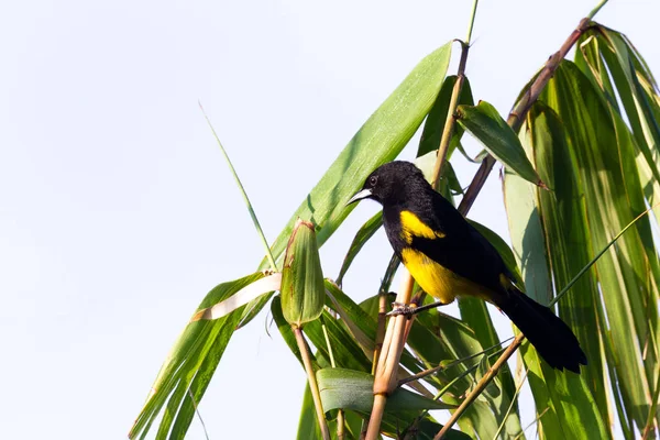 Black cowled oriole - Icterus prosthemelas — Stock Photo, Image