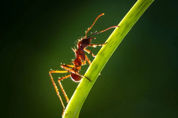 Liść mrówka frez — Zdjęcie stockowe