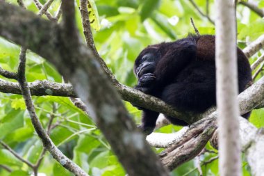Uluyan maymun ormanlarında 