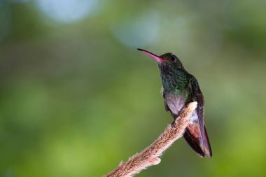 Kızıl kuyruklu sinek kuşu - Amazilia tzacatl