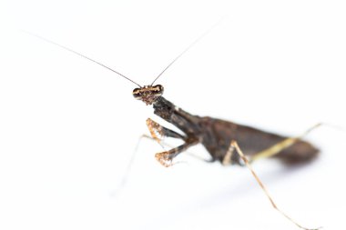 Beyaz üzerine peygamber devesi