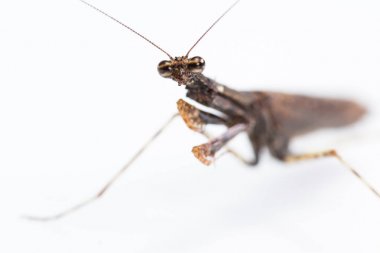 Beyaz üzerine peygamber devesi