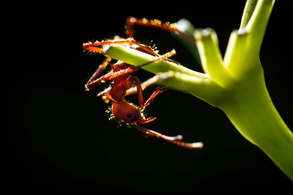List fréza mravenec — Stock fotografie