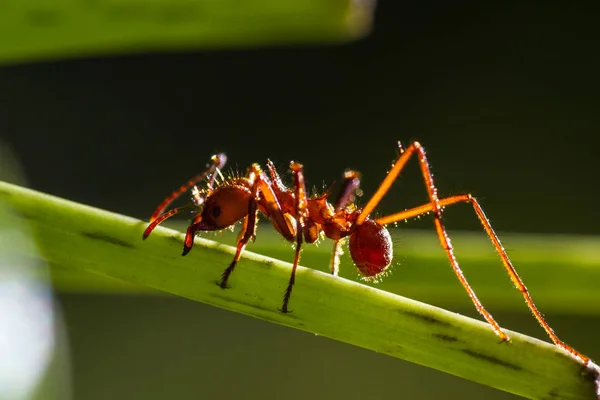 List fréza mravenec — Stock fotografie