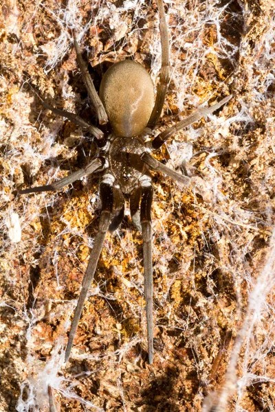 熱帯のクモ マクロ — ストック写真