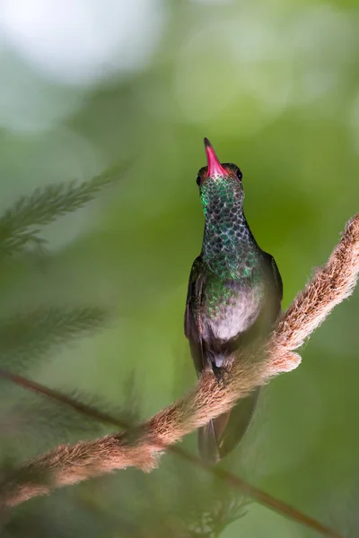 Colibrí de cola rufa - Amazilia tzacatl — Foto de Stock