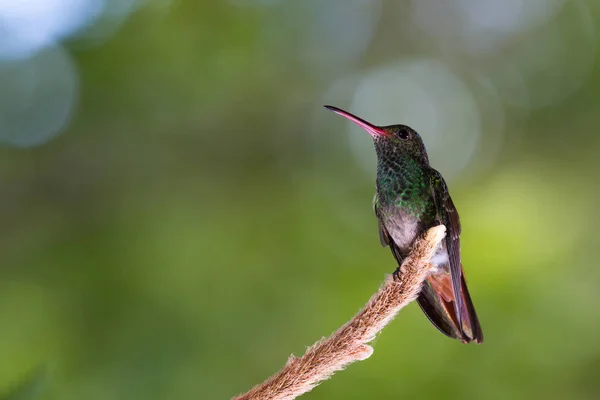 Rufous 꼬리 벌 새-Amazilia tzacatl — 스톡 사진