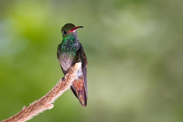 Rufschwanzkolibri - amazilia tzacatl — Stockfoto