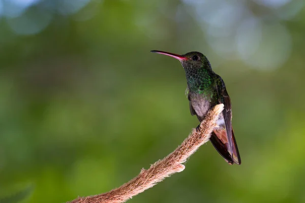 Μονόπλευρη Καστανοκοκκινωπός hummingbird - Amazilia tzacatl — Φωτογραφία Αρχείου