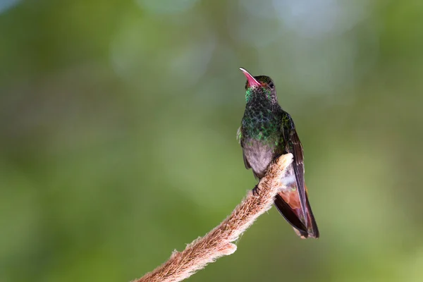 Beija-flor-de-cauda-ruiva - Amazilia tzacatl — Fotografia de Stock