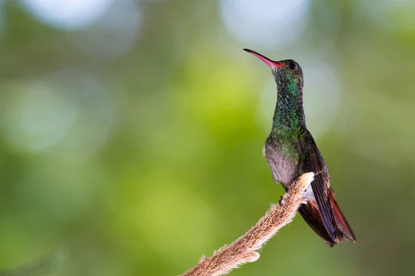 Rufous білохвоста колібрі - Amazilia tzacatl — стокове фото