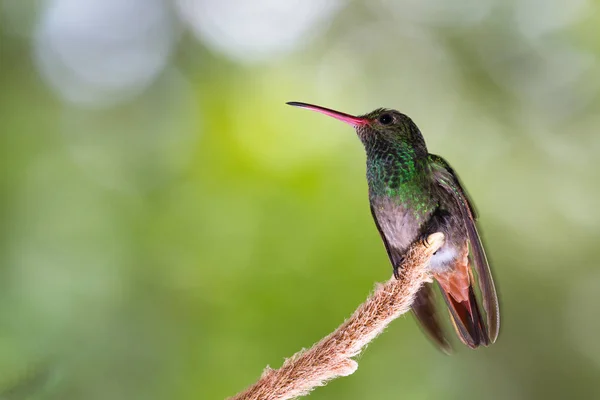 Rufschwanzkolibri - amazilia tzacatl — Stockfoto