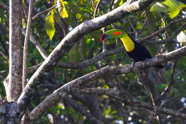 Quille facturé Toucan — Photo