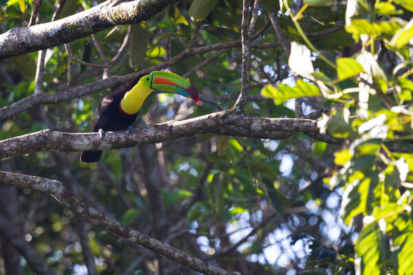 Keel billed toucan 
