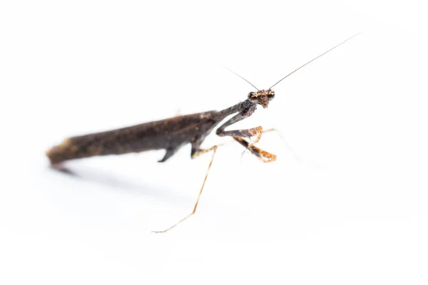 Mantis religiosa sobre blanco — Foto de Stock