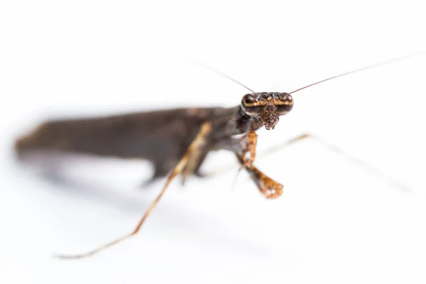 Mantis religiosa sobre blanco — Foto de Stock