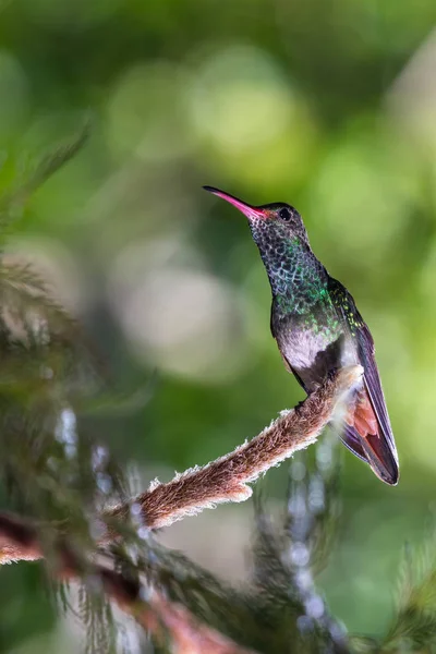 Colibri à queue rousse - Amazilia tzacatl — Photo