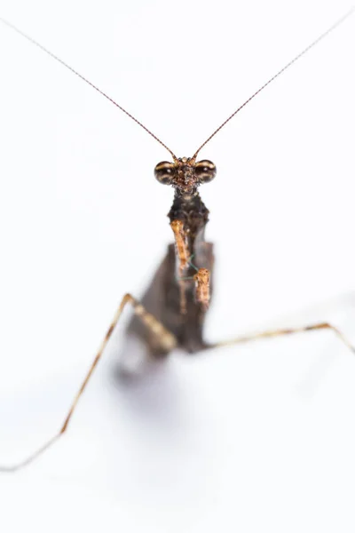 Mantis religiosa sobre blanco — Foto de Stock