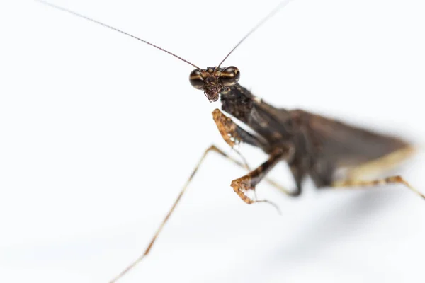 Mantis religiosa sobre blanco — Foto de Stock