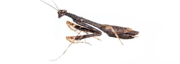 Mantis religiosa sobre blanco — Foto de Stock