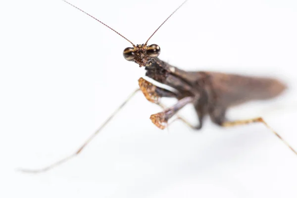 Mantis religiosa sobre blanco — Foto de Stock