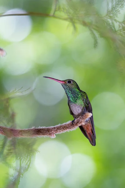 Rufous 꼬리 벌 새-Amazilia tzacatl — 스톡 사진