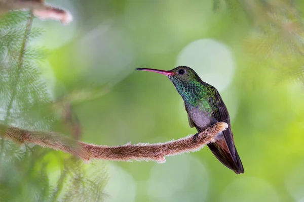 Rufous 꼬리 벌 새-Amazilia tzacatl — 스톡 사진