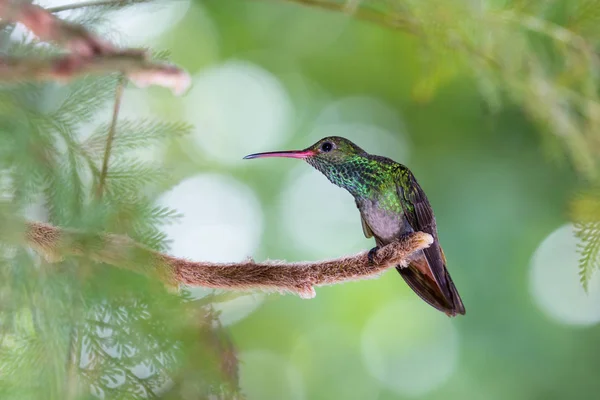 Rufous білохвоста колібрі - Amazilia tzacatl — стокове фото