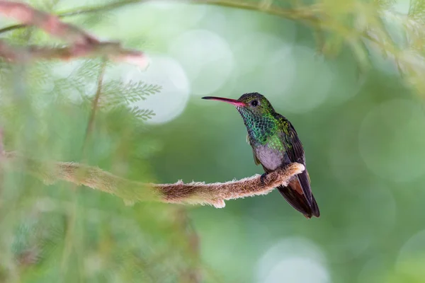 Colibrí de cola rufa - Amazilia tzacatl —  Fotos de Stock