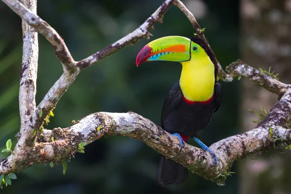 Καρίνα τιμολογείται toucan — Φωτογραφία Αρχείου