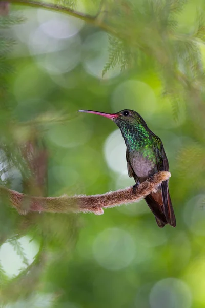 Beija-flor-de-cauda-ruiva - Amazilia tzacatl — Fotografia de Stock